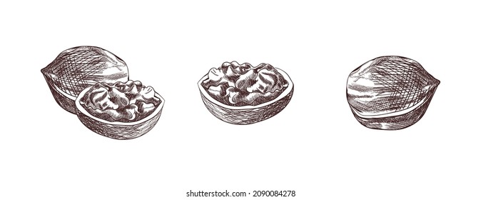 Vector Nuts, Walnut Sketch Drawings, Hand Drawn Illustration, Black Drawings Set Isolated on White Background.