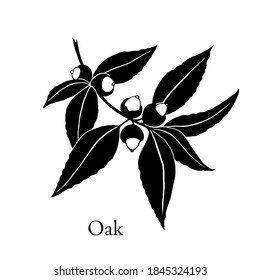 Vector Oak branch. Hand drawn sketch, botanical graphic element,black and white logo	

