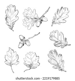 Vector oak leaf and acorn drawing set. Autumn elements. Hand drawn detailed botanical illustration. Vintage fall seasonal decor.