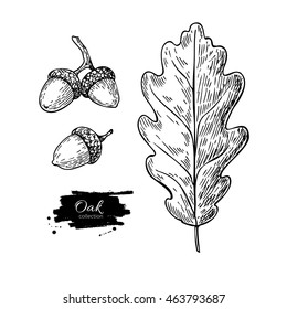 Vector oak leaf and acorn drawing set. Autumn elements. Hand drawn detailed botanical illustration. Vintage fall seasonal decor. Great for label, sign, icon, seasonal decor