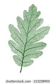 Vector oak leaf isolated.