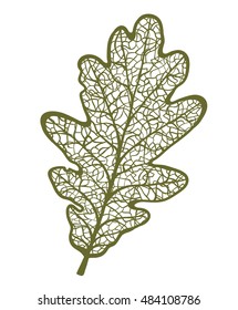 Vector oak leaf, isolated on white background 