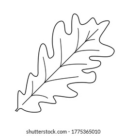 Vector oak leaf, line art, autumn fall illustration