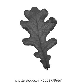 Vector oak leaf tracing, oak Leaf print. Inkprinted leaves of the trees on paper. Grunge texture. For posters. Traced vector image. Black ink prints of leaves of trees on a white background.EPS 10