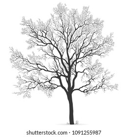 Vector oak leafless tree silhouette hand drawn in perfect vector graphics