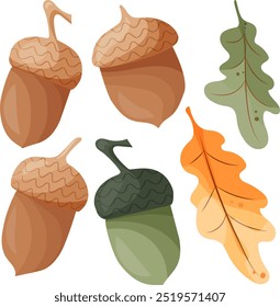 folhas de carvalho vetorial e ilustração de conjunto de bolota, clipart de flora gráfica