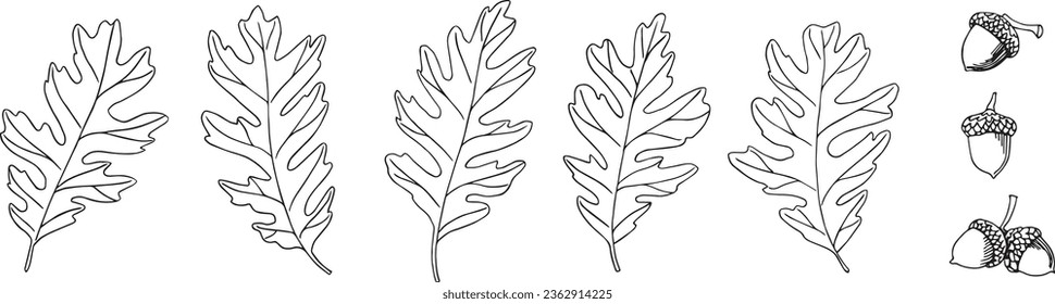 Vector oak leaves and acorns. Hand-drawn illustration in black and white. Wild plants. Isolated. For fabric, sketchbook, wallpaper, wrapping paper.
