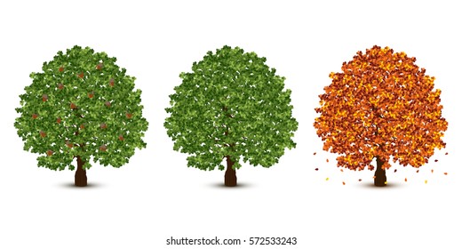 Vector oak tree set on white background