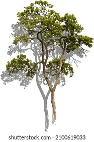 The Vector Object Tree Front Shadow Black With No Background