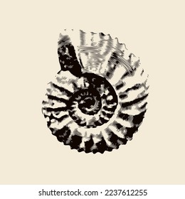 vector objects of ancient petrified ammonite shells. exhibits of the paleontological museum from extinct marine mollusks and animals of the  sea and ocean fauna. 