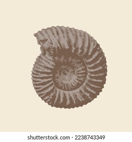 vector objects of ancient petrified ammonite shells. exhibits of the paleontological museum from extinct marine mollusks and animals of the  sea and ocean fauna. 