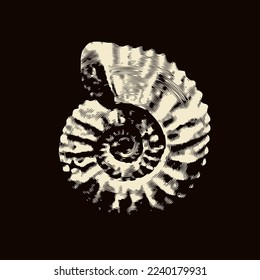 vector objects of ancient petrified ammonite shells. exhibits of the paleontological museum from extinct marine mollusks and animals of the  sea and ocean fauna. 