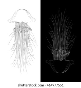Vector  oceanic jellyfish