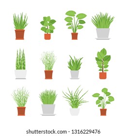 Vector office and house interior plants in pots set