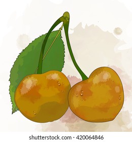 Vector oil color illustration cherry