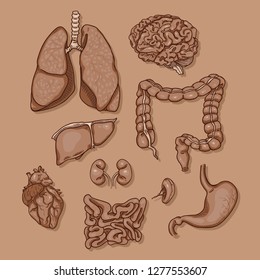 Vector Old Fashioned Anatomy Illustration Set in Sepia Colors. Human Internal Organs
