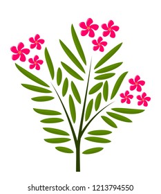 vector oleander isolated on white background