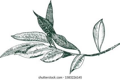 Vector olive branch drawing, engraving style, isolated on a white background, a hand drawn sketch