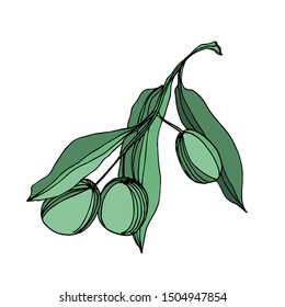 Vector Olive branch with fruit. Black and white engraved ink art. Isolated olive illustration element on white background.