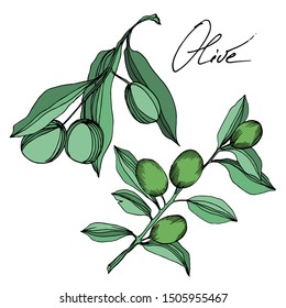 Vector Olive branch with fruit. Black and white engraved ink art. Isolated olive illustration element on white background.