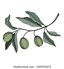 Vector Olive branch with fruit. Black and white engraved ink art. Isolated olive illustration element on white background.