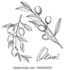 Vector Olive branch with fruit. Black and white engraved ink art. Isolated olive illustration element on white background.