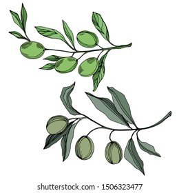 Vector Olive branch with fruit. Black and white engraved ink art. Isolated olive illustration element on white background.