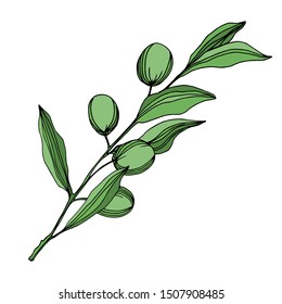 Vector Olive branch with fruit. Black and white engraved ink art. Isolated olive illustration element on white background.