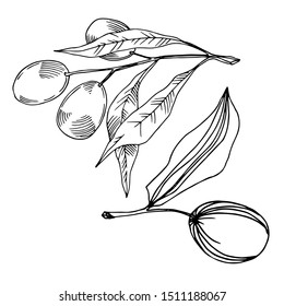 Vector Olive branch with fruit. Black and white engraved ink art. Isolated olive illustration element on white background.