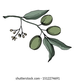 Vector Olive branch with fruit. Black and white engraved ink art. Isolated olive illustration element on white background.