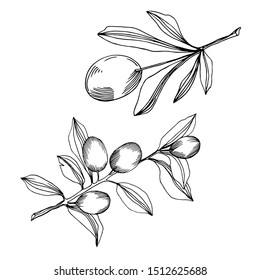 Vector Olive branch with fruit. Black and white engraved ink art. Isolated olive illustration element on white background.