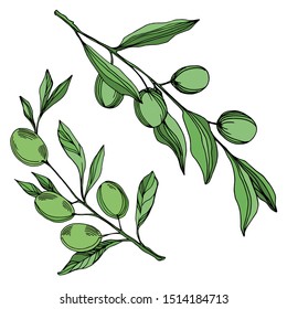 Vector Olive branch with fruit. Black and white engraved ink art. Isolated olive illustration element on white background.