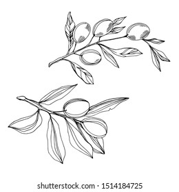 Vector Olive branch with fruit. Black and white engraved ink art. Isolated olive illustration element on white background.