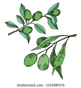 Vector Olive branch with fruit. Black and white engraved ink art. Isolated olive illustration element on white background.