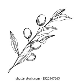 Vector Olive branch with fruit. Black and white engraved ink art. Isolated olive illustration element on white background.