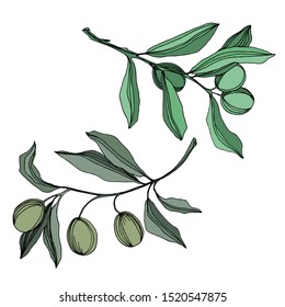 Vector Olive branch with fruit. Black and white engraved ink art. Isolated olive illustration element on white background.