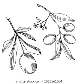 Vector Olive branch with fruit. Black and white engraved ink art. Isolated olive illustration element on white background.