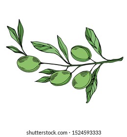 Vector Olive branch with fruit. Black and white engraved ink art. Isolated olive illustration element on white background.
