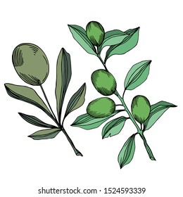 Vector Olive branch with fruit. Black and white engraved ink art. Isolated olive illustration element on white background.