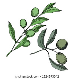 Vector Olive branch with fruit. Black and white engraved ink art. Isolated olive illustration element on white background.