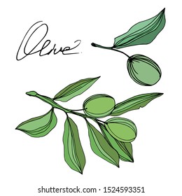 Vector Olive branch with fruit. Black and white engraved ink art. Isolated olive illustration element on white background.