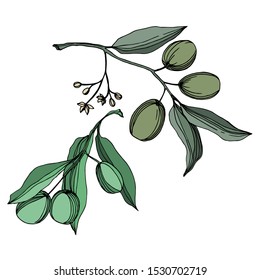 Vector Olive branch with fruit. Black and white engraved ink art. Isolated olive illustration element on white background.