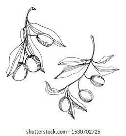 Vector Olive branch with fruit. Black and white engraved ink art. Isolated olive illustration element on white background.
