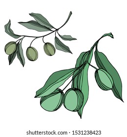 Vector Olive branch with fruit. Black and white engraved ink art. Isolated olive illustration element on white background.