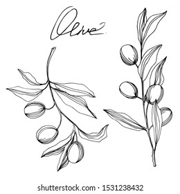 Vector Olive branch with fruit. Black and white engraved ink art. Isolated olive illustration element on white background.