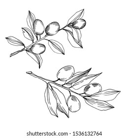 Vector Olive branch with fruit. Black and white engraved ink art. Isolated olive illustration element on white background.