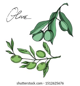 Vector Olive branch with fruit. engraved ink art. Isolated olive illustration element on white background.