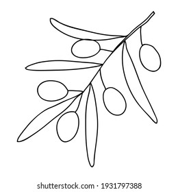 Vector. Olive branch with fruits. Drawn in doodle style with contour on a white background.