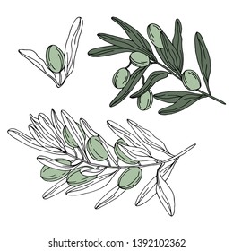 Vector olive branch. Hand drawn black and white ink art. Doodle design olive elements for wallpaper, texture, frame or border design. Sketch style design - Vector