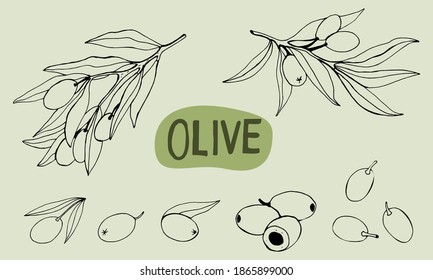 Esbozo dibujado a mano en rama de olivo vectorial. Conjunto de ilustraciones de las ramas de olivo. Elementos de diseño para afiche, etiqueta, emblema, signo, pancarta. Ilustración vectorial.